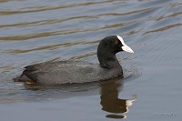 IMG_1298