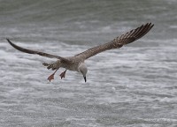 IMG_1708-1