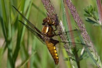 IMG_4183