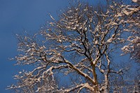 IMG_4509